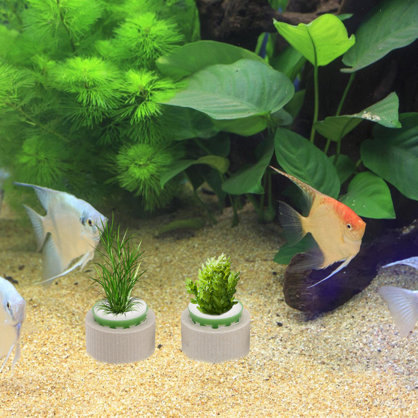 9Pcs Aquatic Plant Holder Cera - Aquarium Innovative Marine review and price