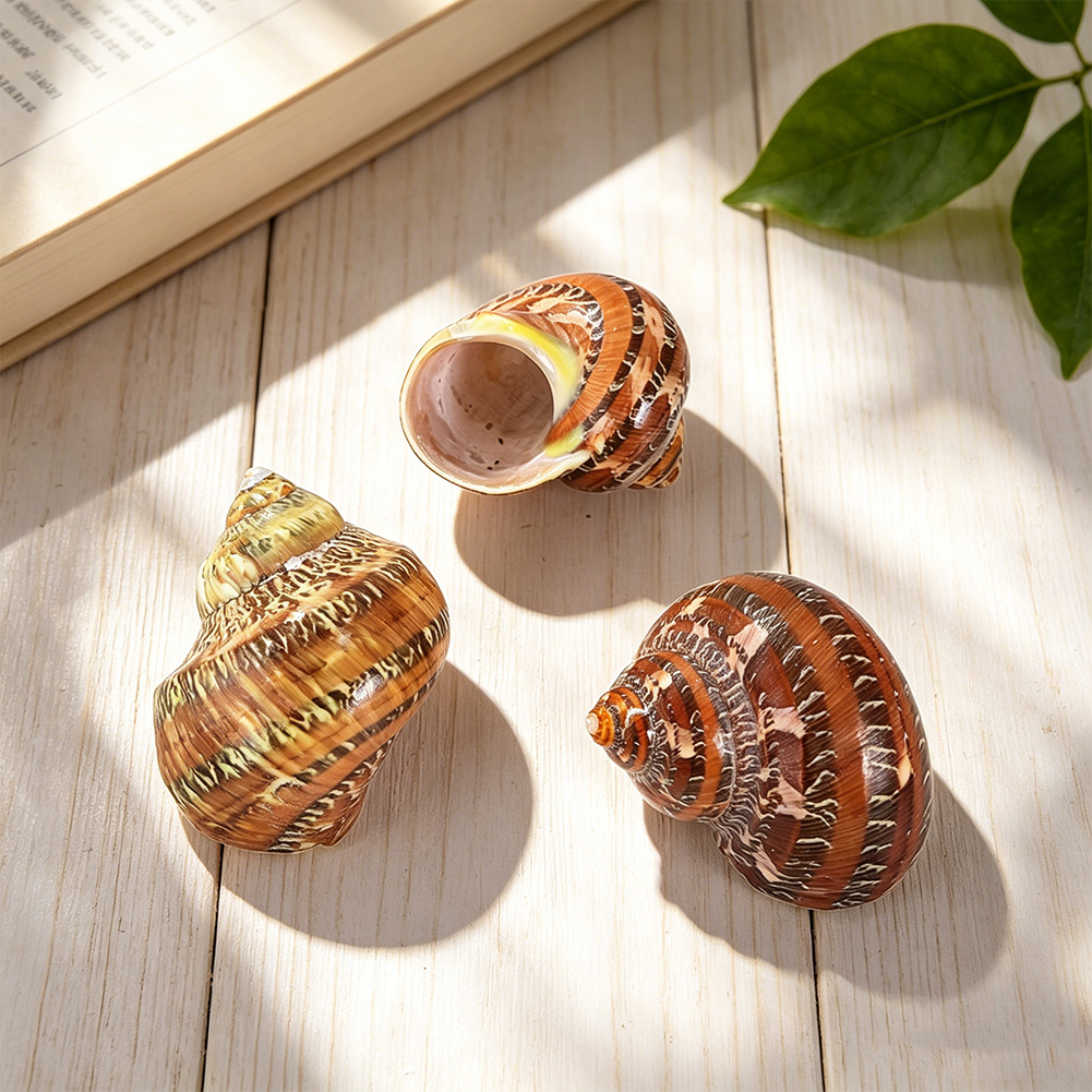 Natural Patterned Sea Shell He - Aquarium Innovative Marine review and price